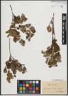 Foto von Salix aurita L.